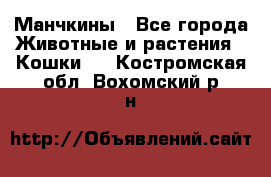 Манчкины - Все города Животные и растения » Кошки   . Костромская обл.,Вохомский р-н